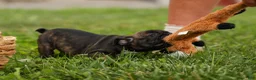 Frenchton dogs for sale: BETZY - Ad 7