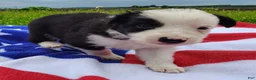 Border Collie dogs for sale: Skipper  - Ad 17