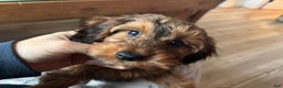Miniature Dachshund dogs for sale: Marlo - Ad 2