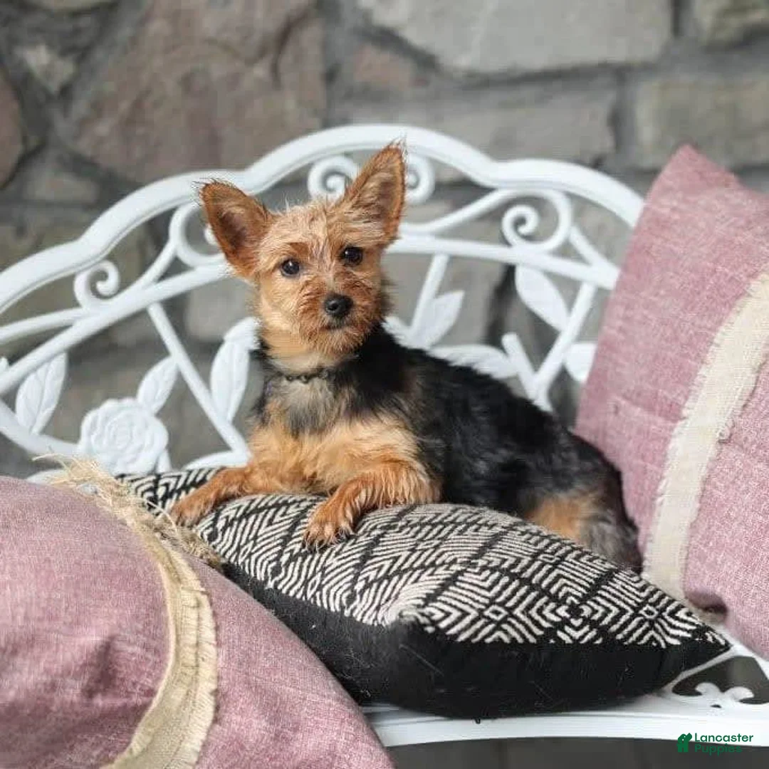 Gallery Image {{count}}