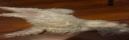 Maltese dogs for sale: Maltese 1 - Ad 3