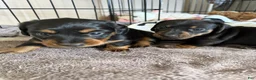 Dachshund dogs for sale: Cash - Ad 7