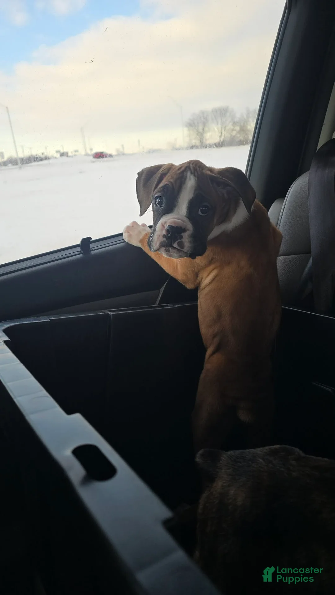 Boxer dogs for sale: S'more - Ad 2