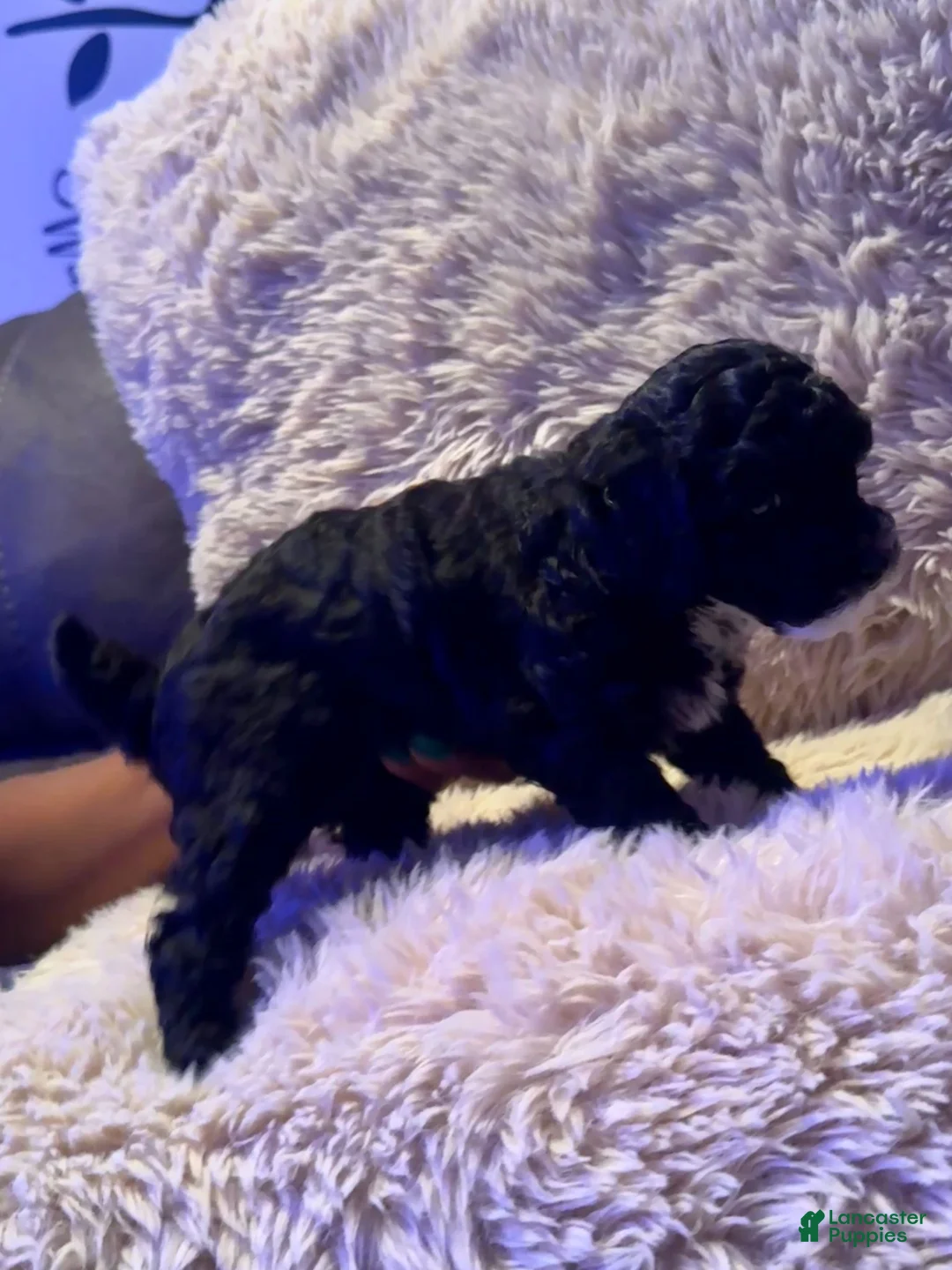 Toy Poodle dogs for sale: Stella - Ad 2