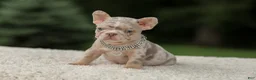 French Bulldog dogs for sale: Digger - Ad 8