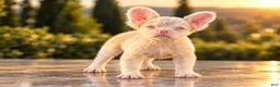 French Bulldog dogs for sale: Pink Prince - Ad 10