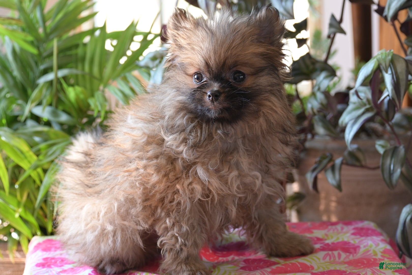 Pomeranian dogs Tiny - Ad 31