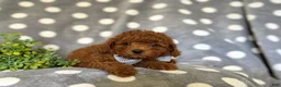 Miniature Poodle dogs for sale: Stefon - Ad 5