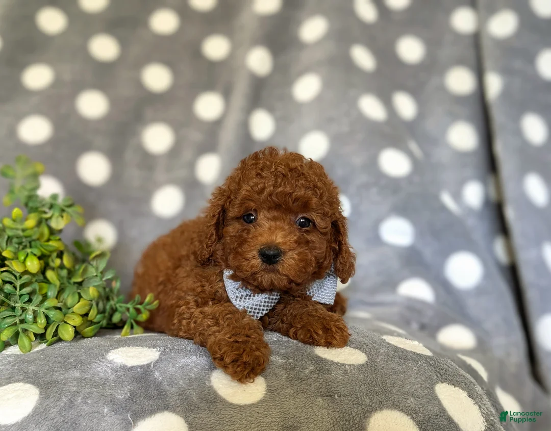 Miniature Poodle dogs for sale: Stefon - Ad 5