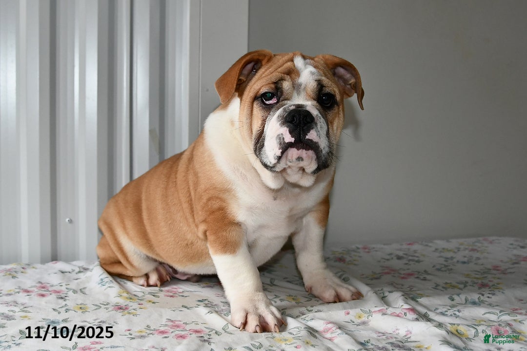 Mixed Breed dogs for sale: Bruce - Ad 1