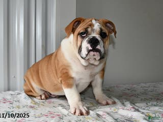 Mixed Breed dogs Bruce - Ad 37