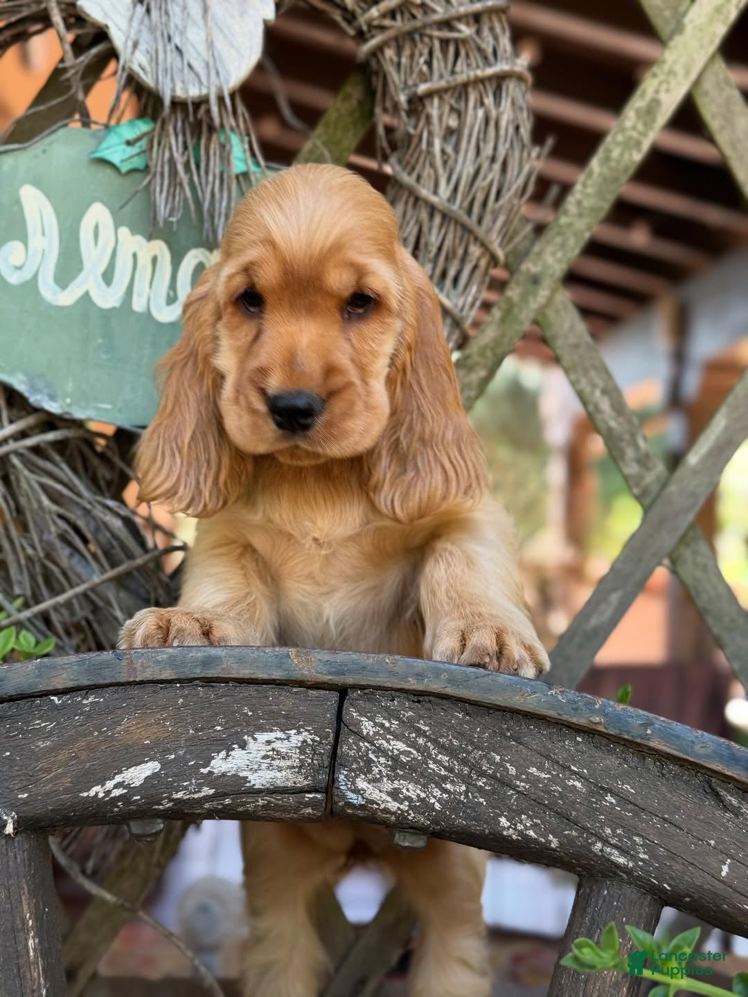 Cocker Spaniel dogs for sale: Axel - Ad 2