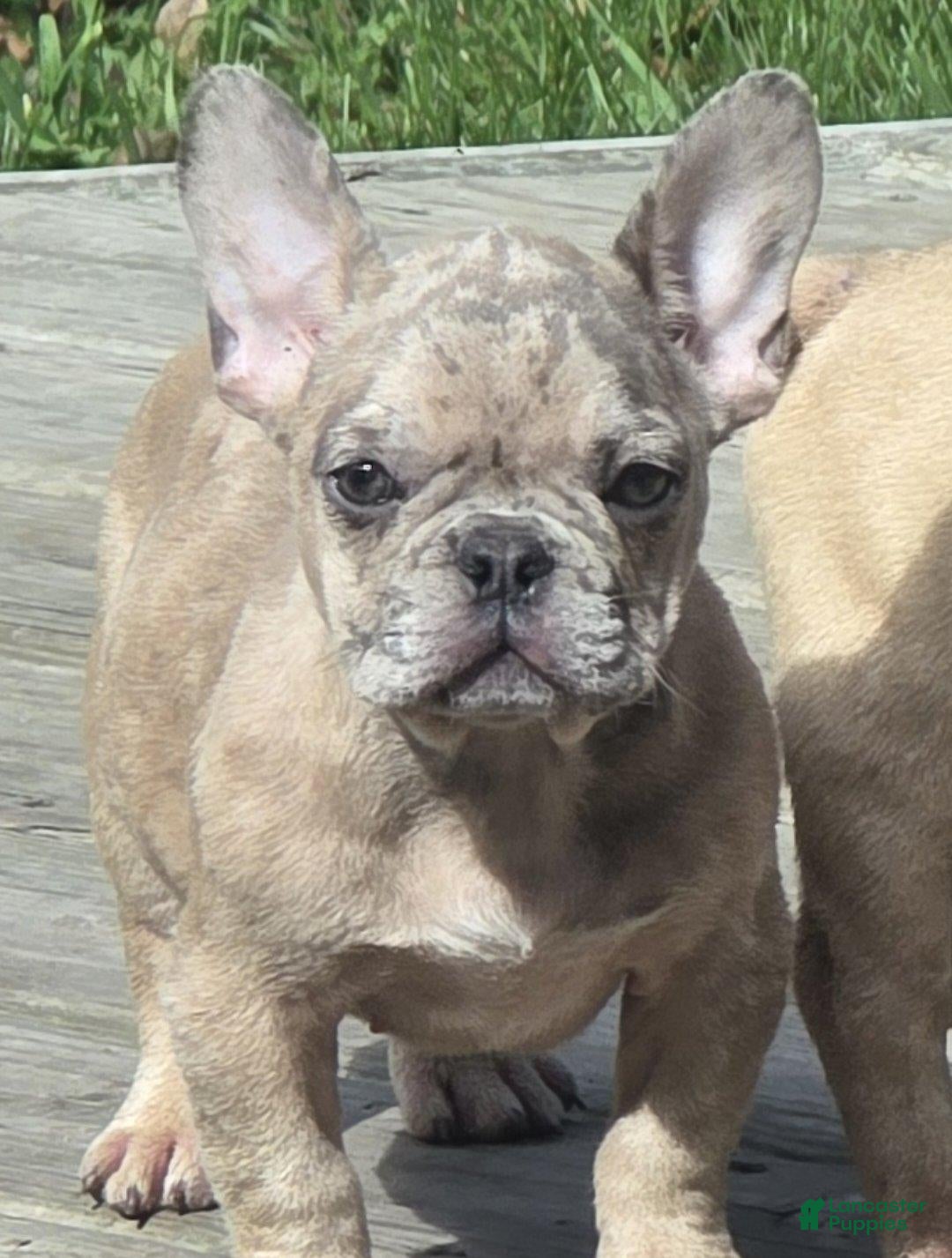 French Bulldog dogs French Bulldog 1 - Ad 2