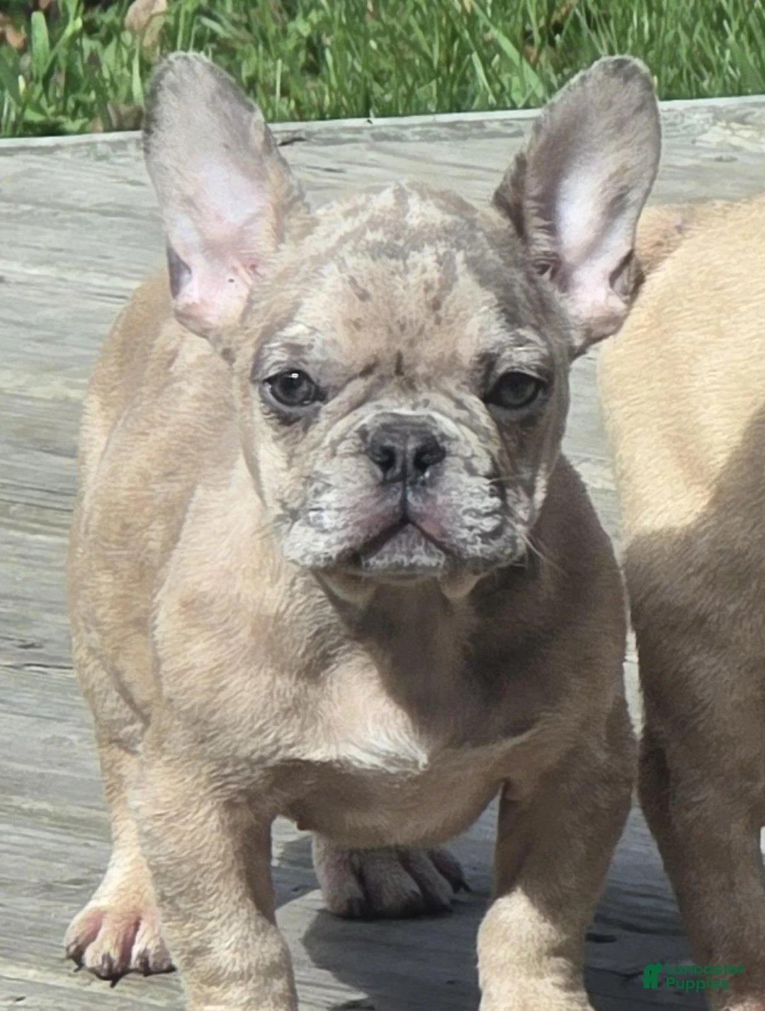 French Bulldog dogs for sale: French Bulldog 1 - Ad 2