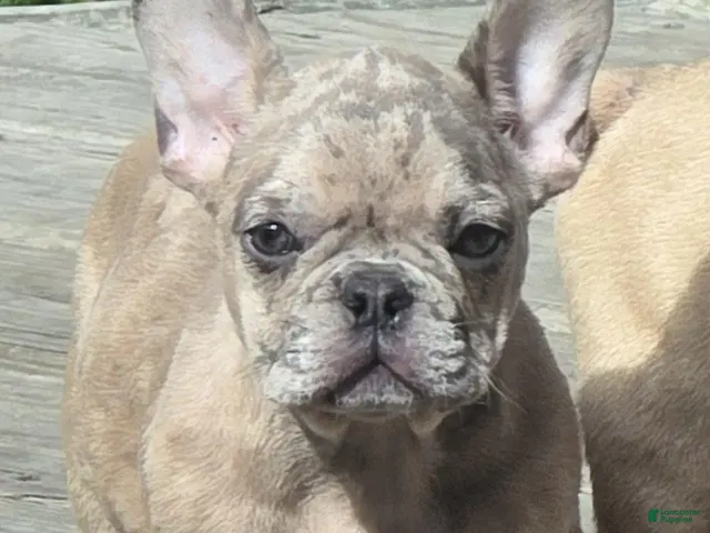 French Bulldog dogs French Bulldog 1 - Ad 2