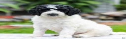 Miniature Labradoodle dogs for sale: Connie  - Ad 3
