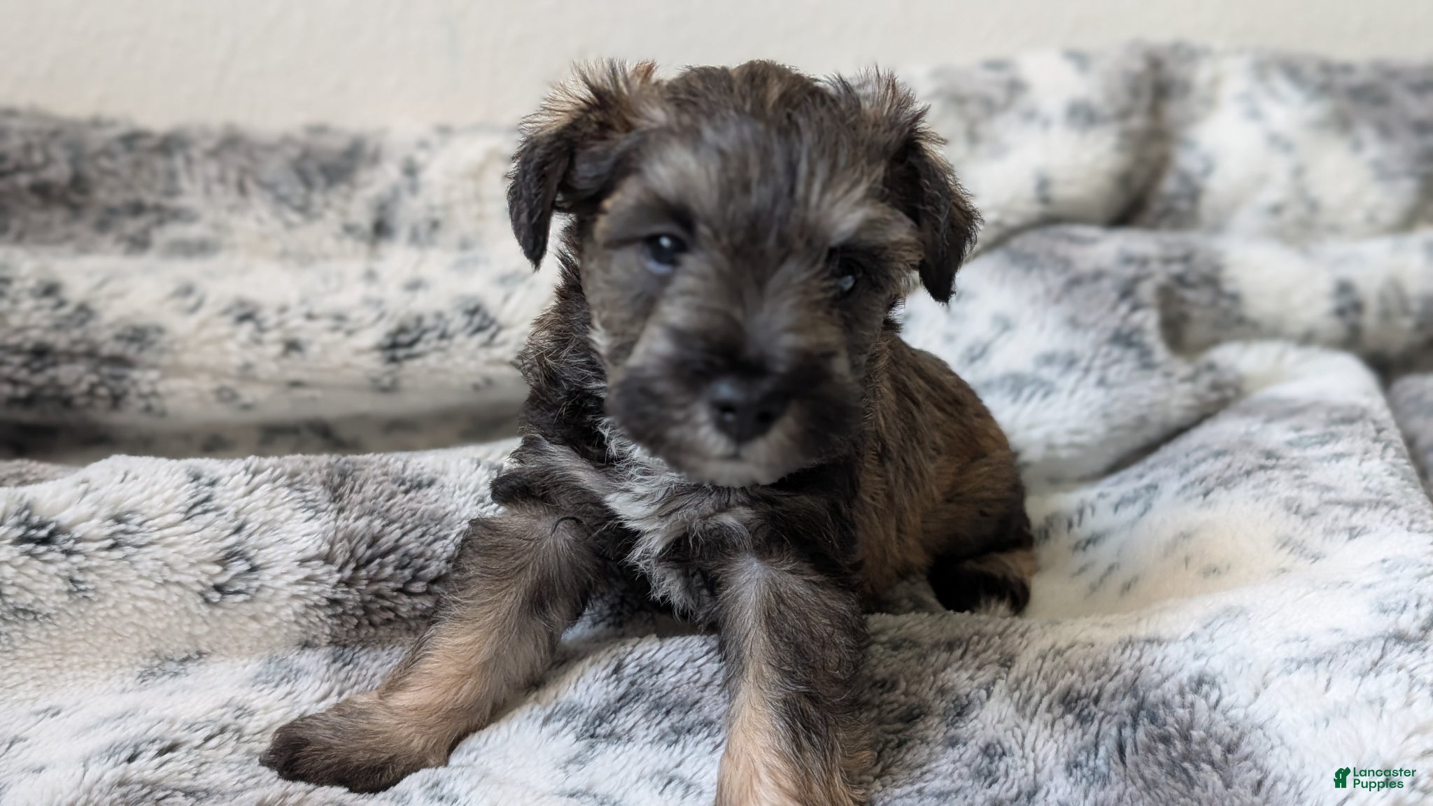 Miniature Schnauzer dogs Teddy - M - Ad 5