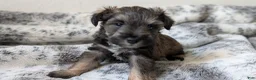 Miniature Schnauzer dogs for sale: Teddy - M - Ad 1