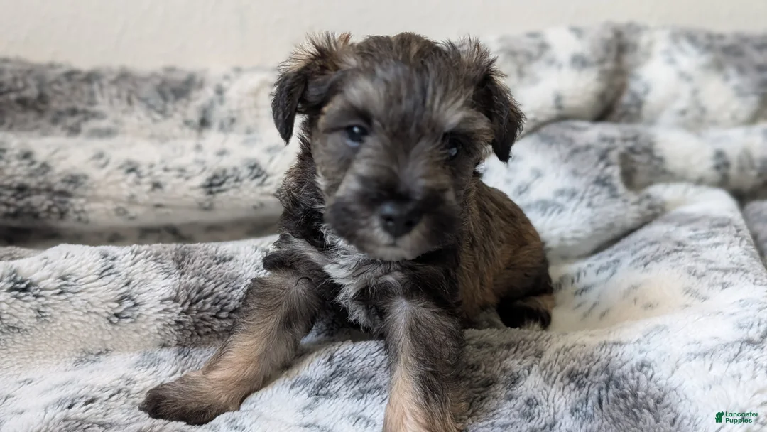 Miniature Schnauzer dogs for sale: Teddy - M - Ad 1