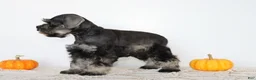 Miniature Schnauzer dogs for sale: Darla - Ad 3