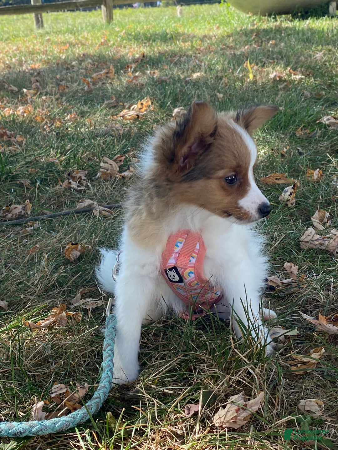 Papillon dogs for sale: Ricky - Ad 4