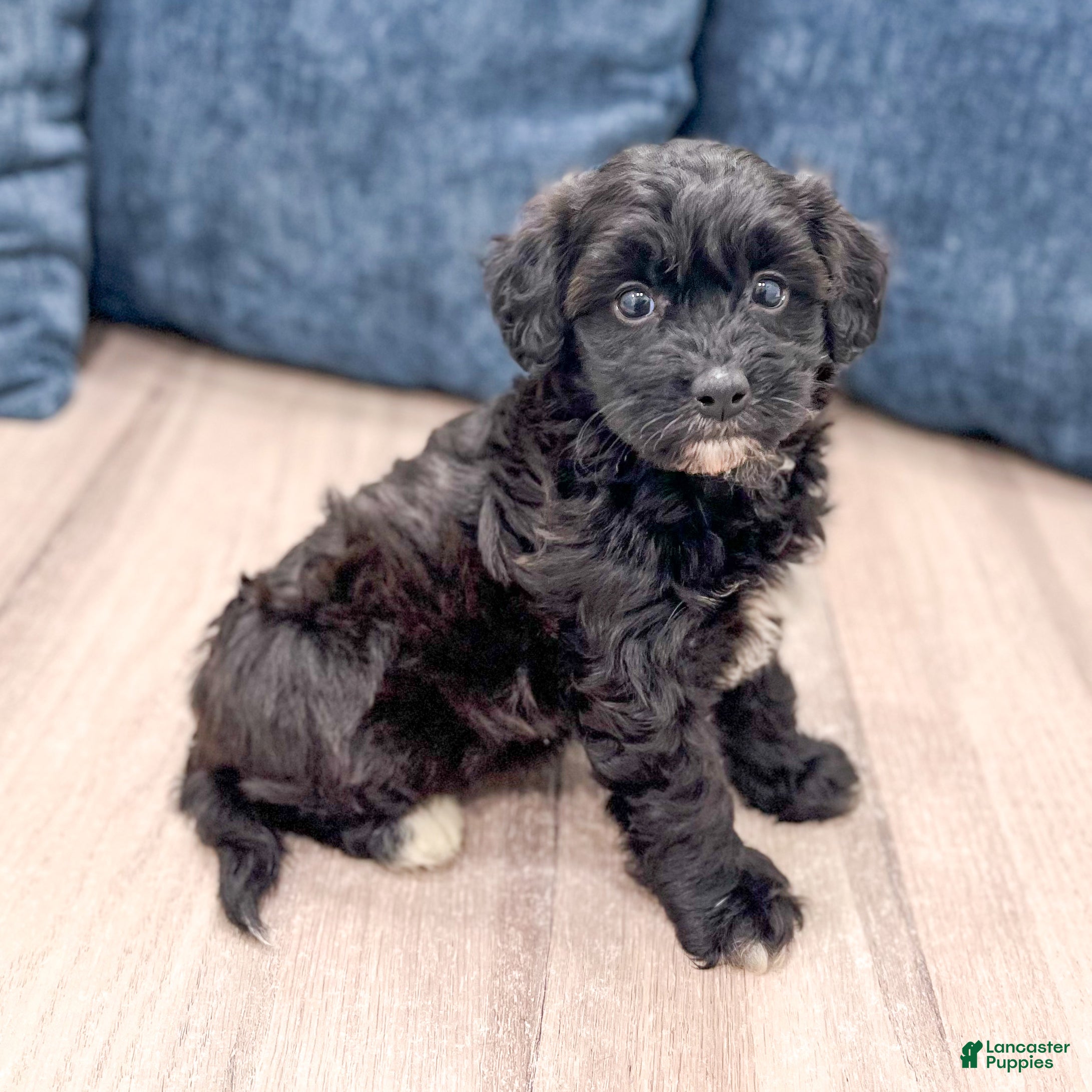 Havapoo dogs Betsy - Ad 1