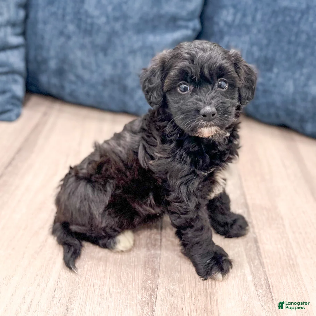 Havapoo dogs for sale: Betsy - Ad 1