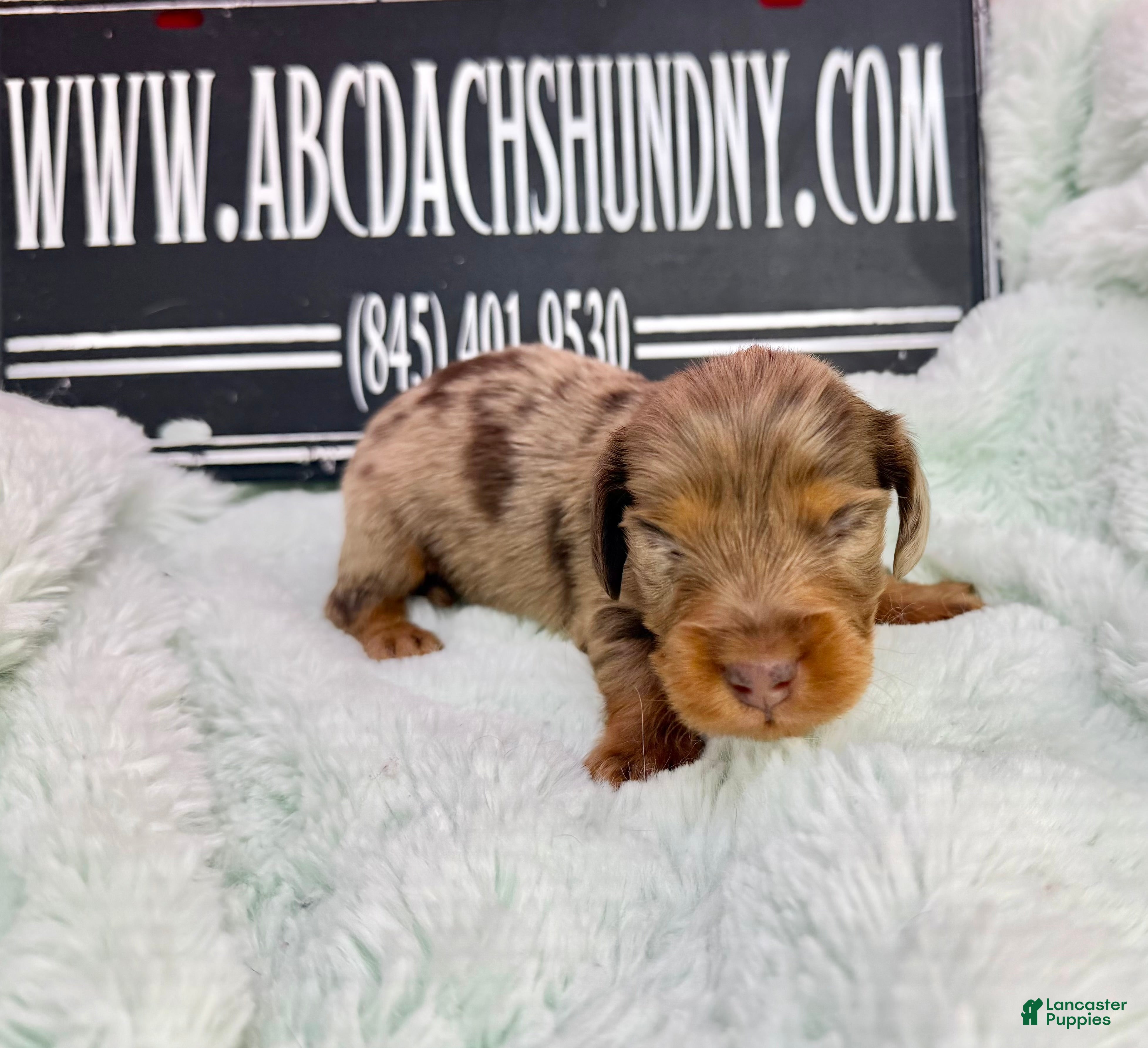 Dachshund dogs Uno chocolate dapple boy - Ad 12