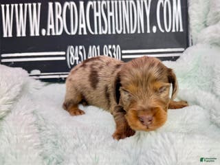 Dachshund dogs Uno chocolate dapple boy - Ad 35