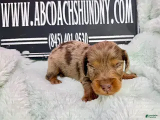 Dachshund dogs Uno chocolate dapple boy - Ad 33