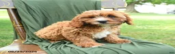 Cavapoo dogs for sale: Malachi - Ad 2