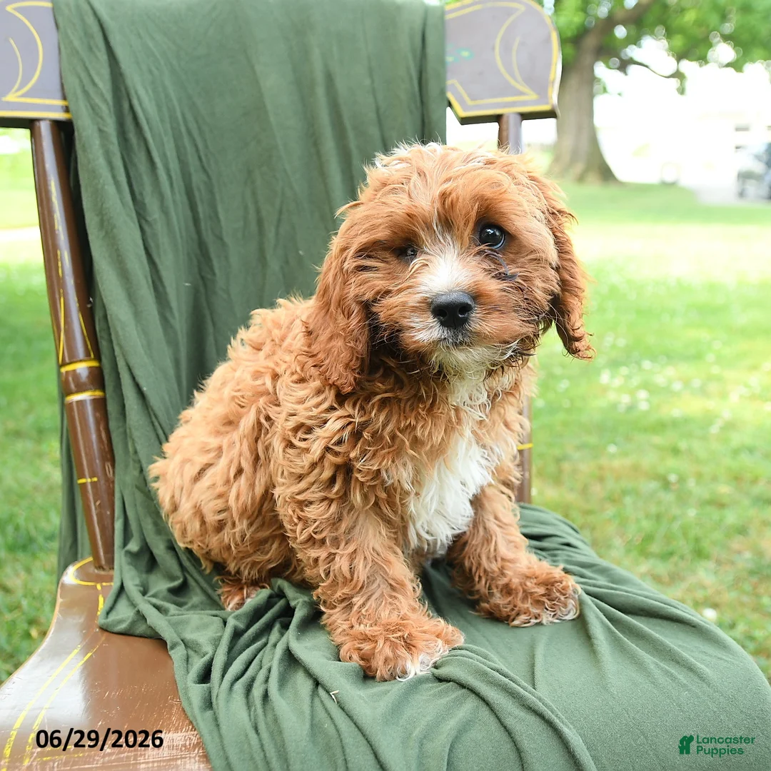Cavapoo dogs for sale: Malachi - Ad 2