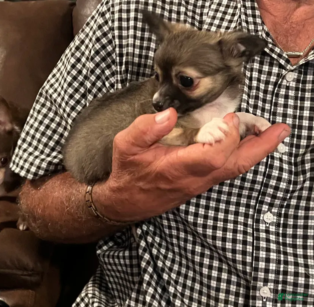 Chihuahua dogs Rocky - Ad 1
