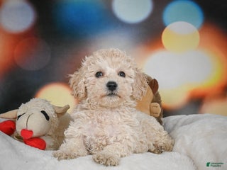 Bichpoo dogs - Ad 41