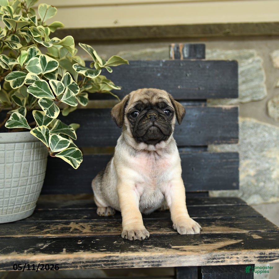 Pug dogs Rocco - Ad 2