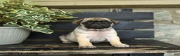 Pug dogs for sale: Rocco - Ad 2