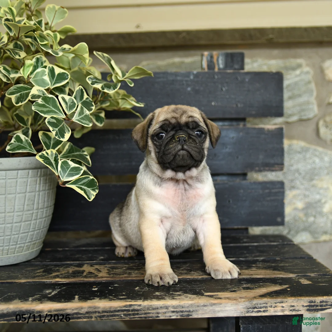 Pug dogs for sale: Rocco - Ad 2