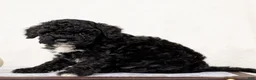 Mini Goldendoodle dogs for sale: Ronak - Ad 3
