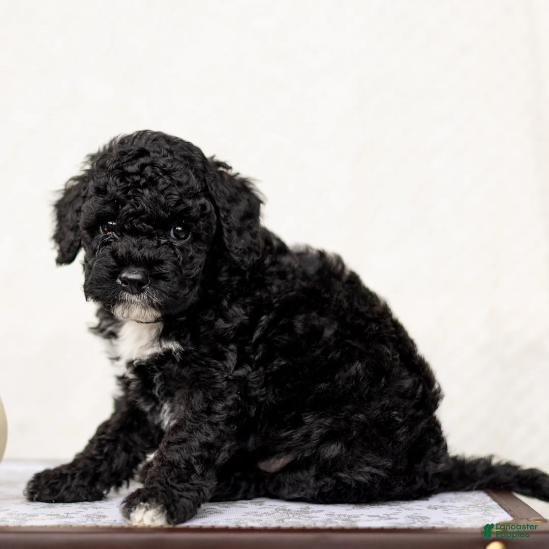 Mini Goldendoodle dogs for sale: Ronak - Ad 3