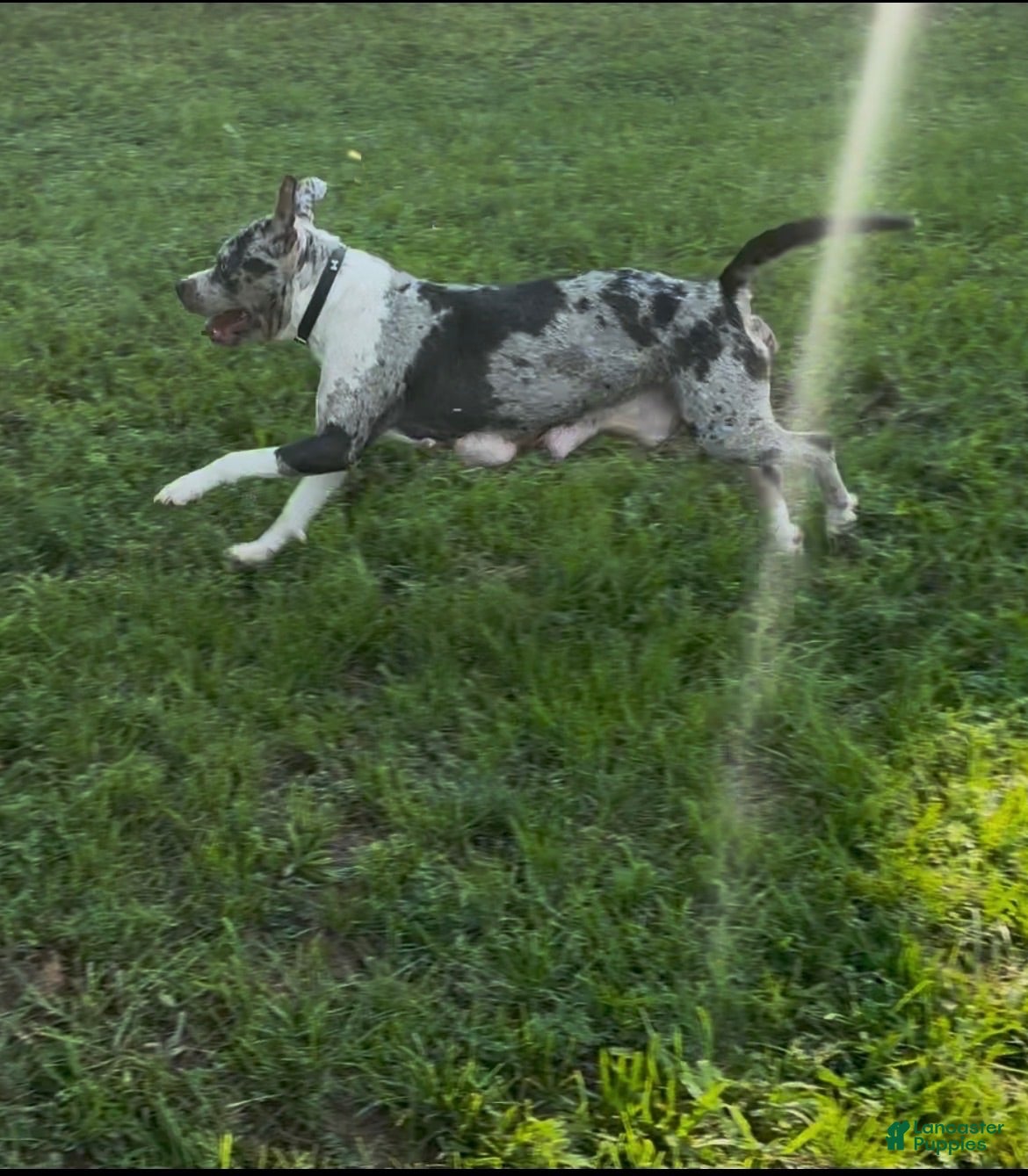 American Bully dogs American Bully (Male#1) - Ad 2