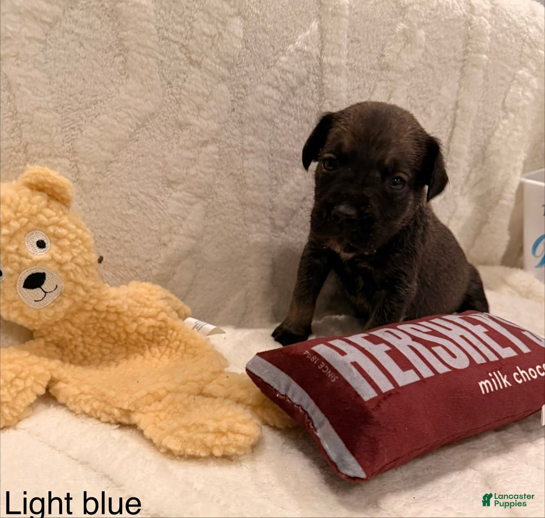 Cane Corso dogs for sale: Reign (light Blue) - Ad 2