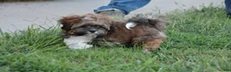 Shihpoo dogs for sale: Patches - Ad 10