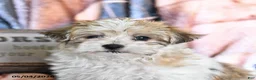 Morkie dogs for sale: Maple   - Ad 3