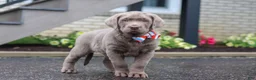 Labrador Retriever dogs for sale: Gunner - Ad 3