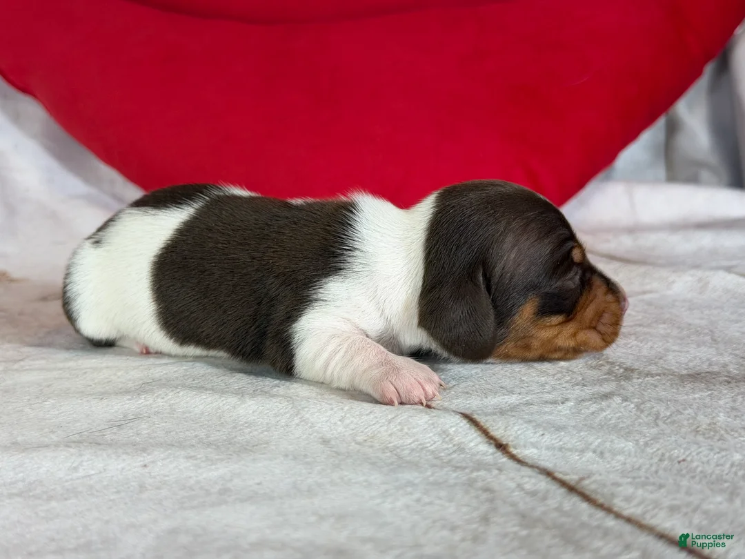 Miniature Dachshund dogs for sale: AKC SH Fiona DNA OFA - Ad 4