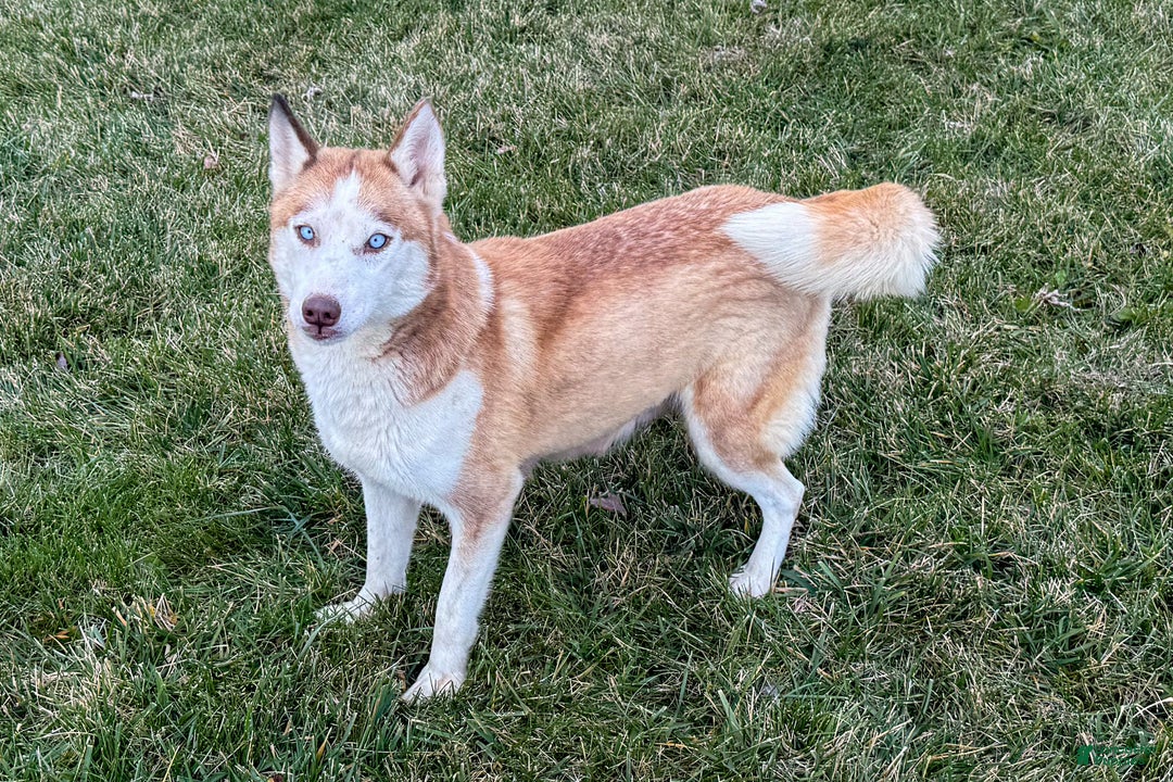 Siberian Husky dogs for sale: Tyke - Ad 4