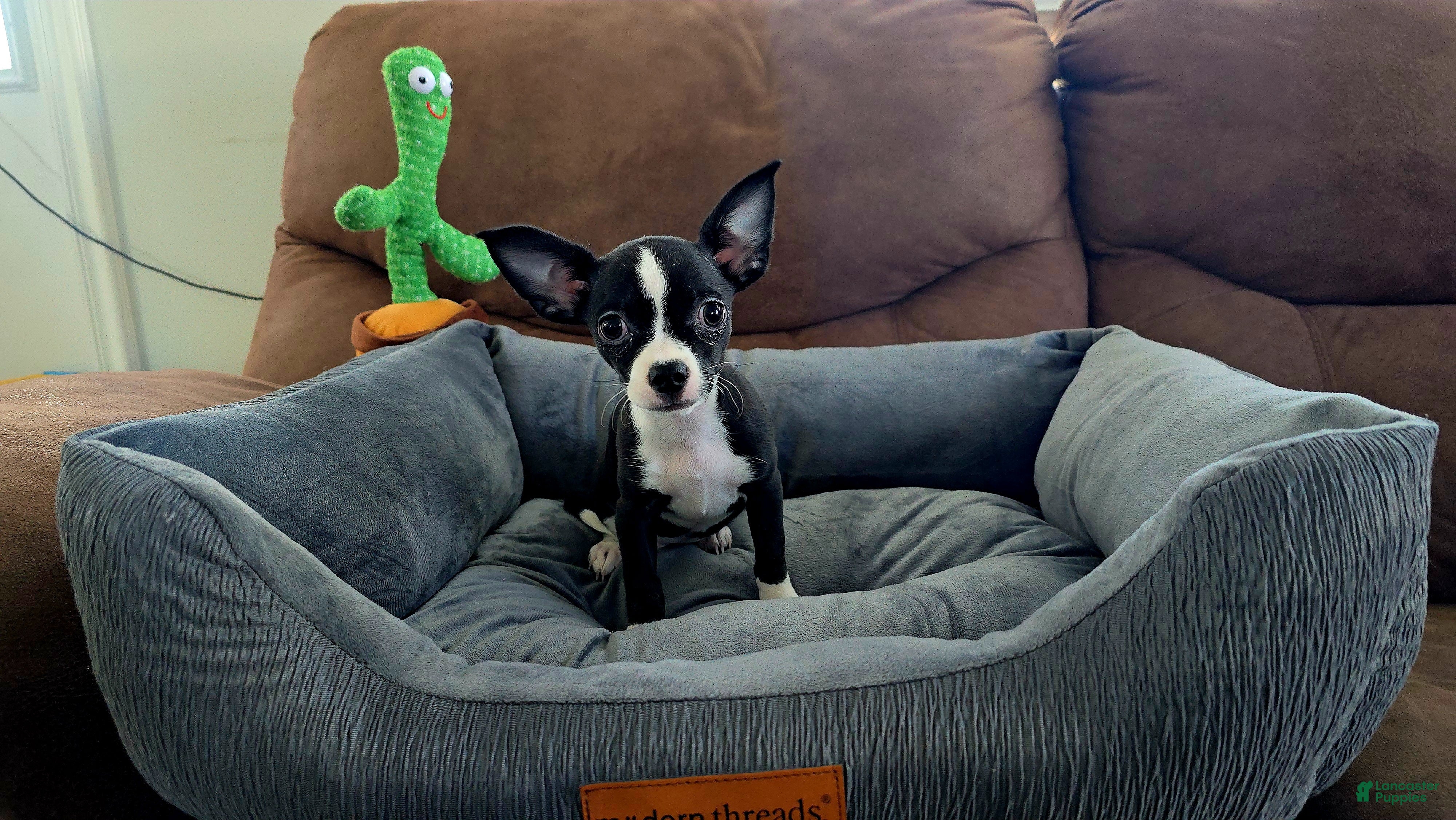 Chihuahua dogs Mixed Breed Puppy 2 - Ad 40