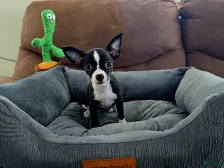 Chihuahua dogs Mixed Breed Puppy 2 - Ad 36