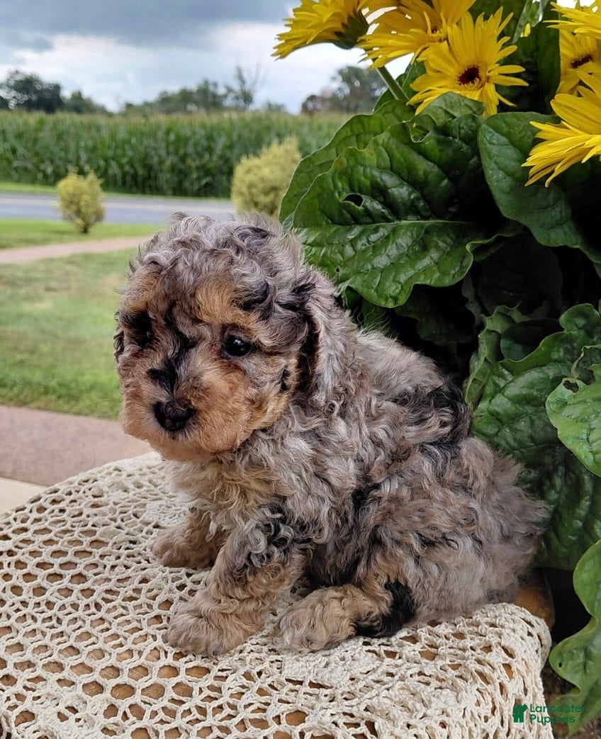 Bichpoo dogs Marble - Ad 1