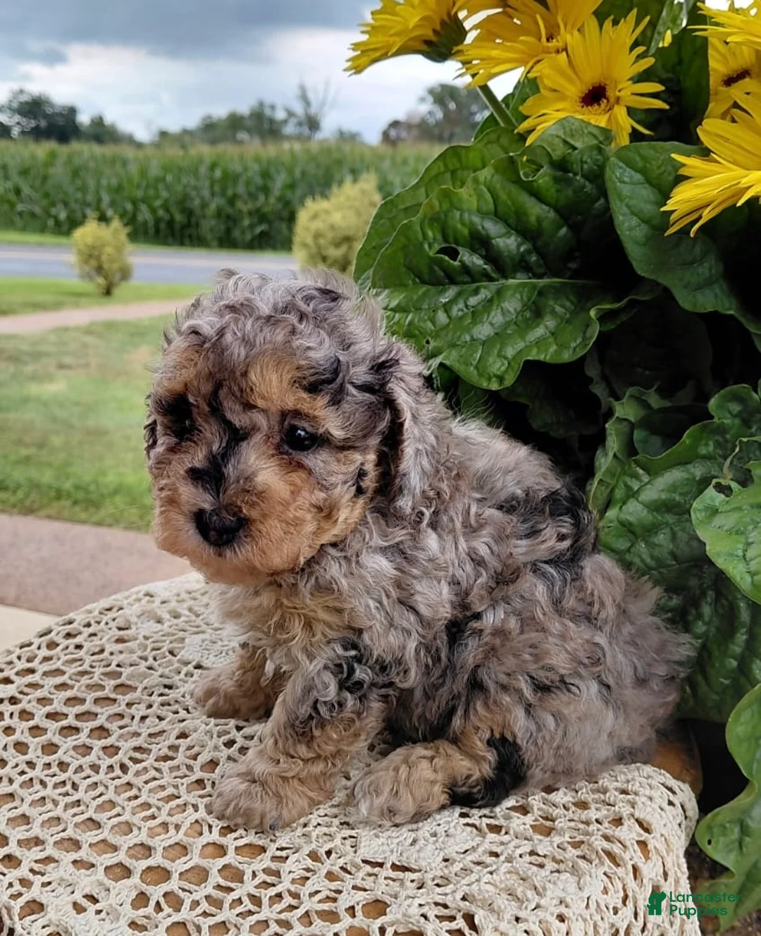 Bichpoo dogs for sale: Marble - Ad 1